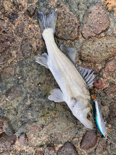 セイゴ（マルスズキ）の釣果