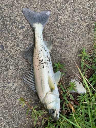 セイゴ（マルスズキ）の釣果