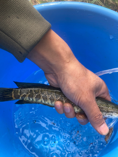 ライギョの釣果