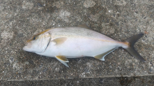 シオの釣果