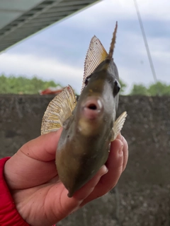 カワハギの釣果