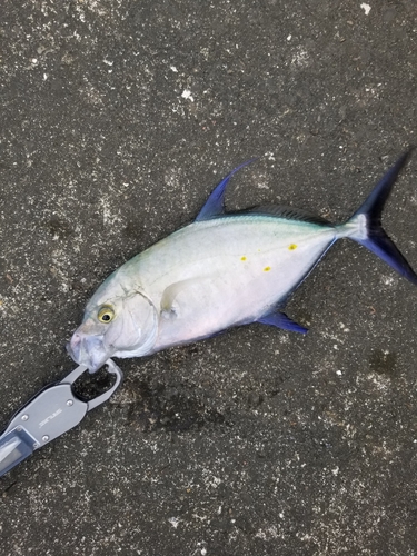 ナンヨウカイワリの釣果