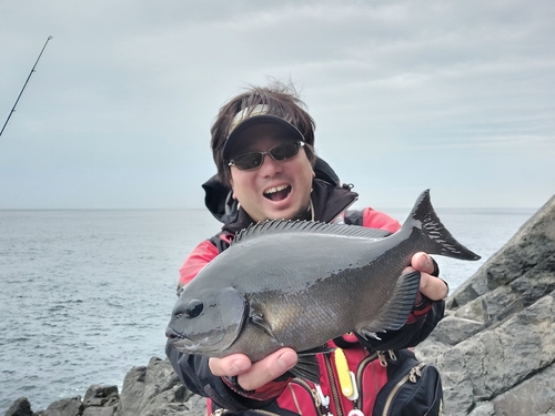 オナガグレの釣果