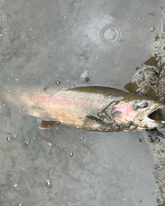 トラウトの釣果