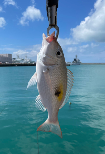 マトフエフキの釣果