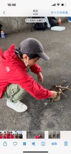 マダコの釣果