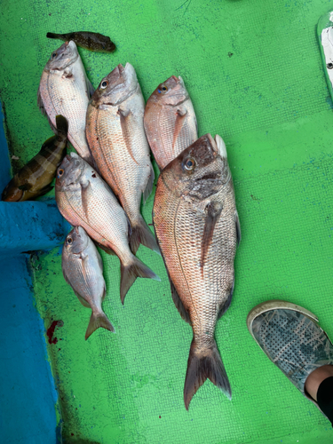 タイの釣果