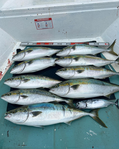 ブリの釣果