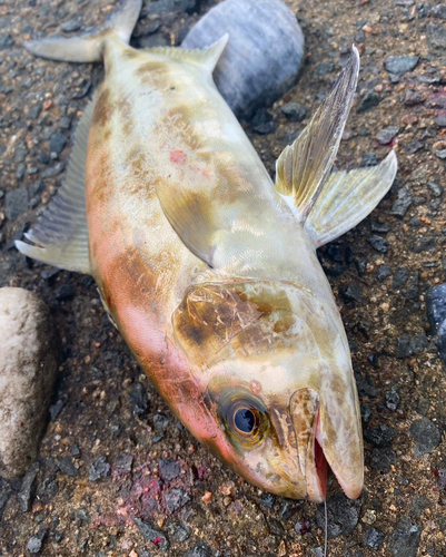 アイブリの釣果