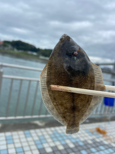 カレイの釣果