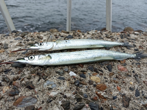 サヨリの釣果