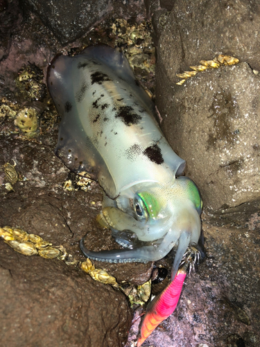 アオリイカの釣果