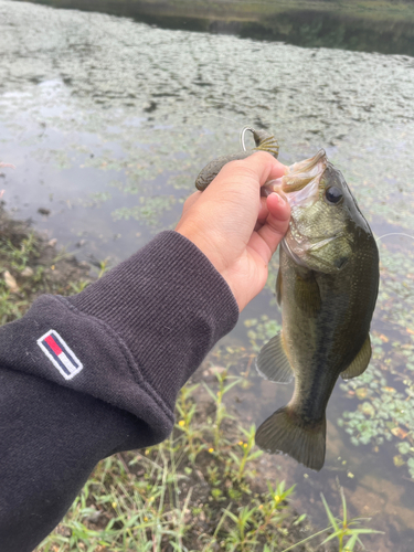 ブラックバスの釣果