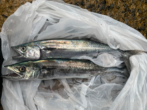 サゴシの釣果