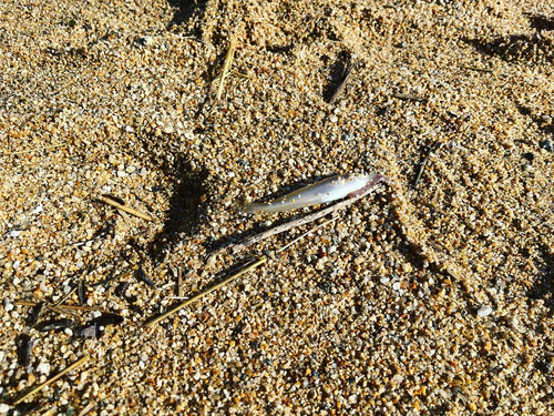 キスの釣果