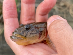 マハゼの釣果