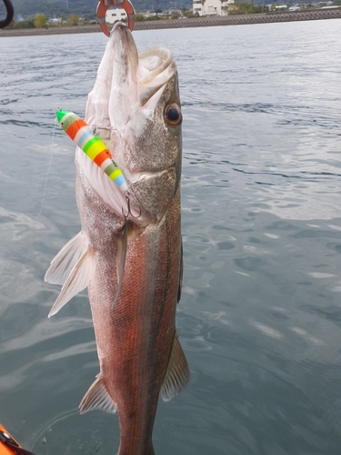 スズキの釣果