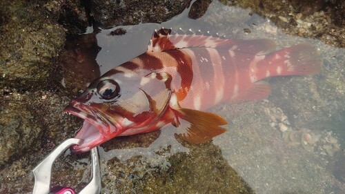 アカハタの釣果