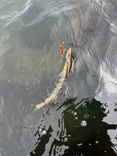 カマスの釣果