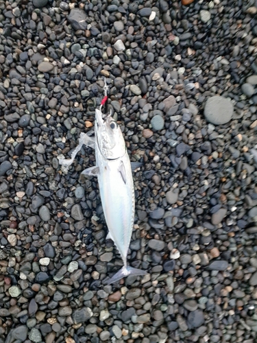 マルソウダの釣果