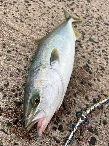 イナダの釣果