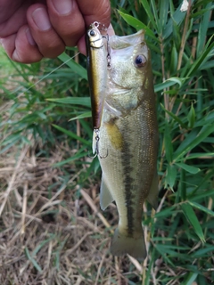 ラージマウスバスの釣果