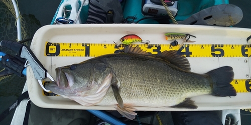 ブラックバスの釣果