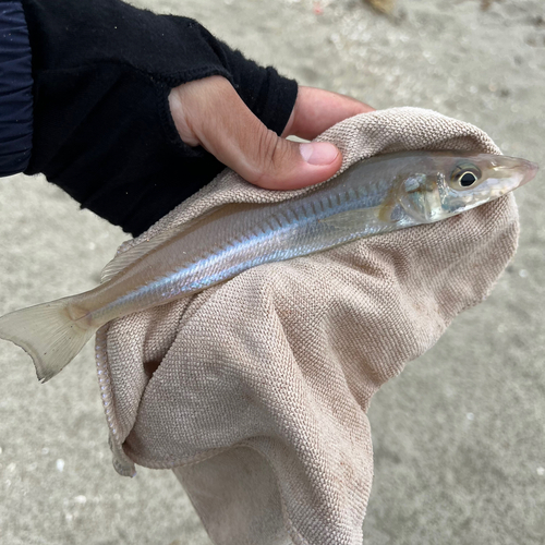 シロギスの釣果