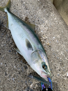 イナダの釣果