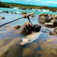 ニジマスの釣果