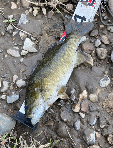 スモールマウスバスの釣果