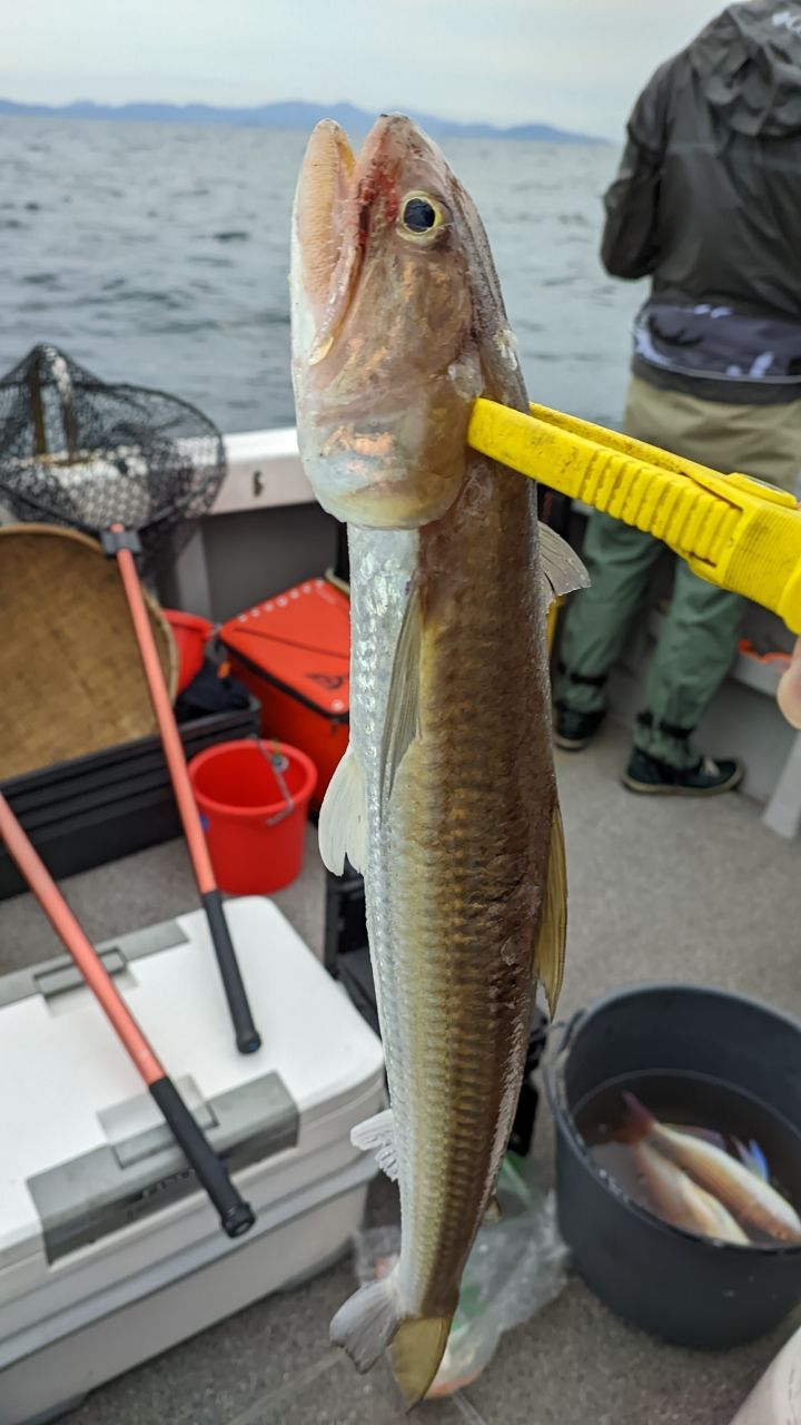 🎣みやもん🎣さんの釣果 2枚目の画像