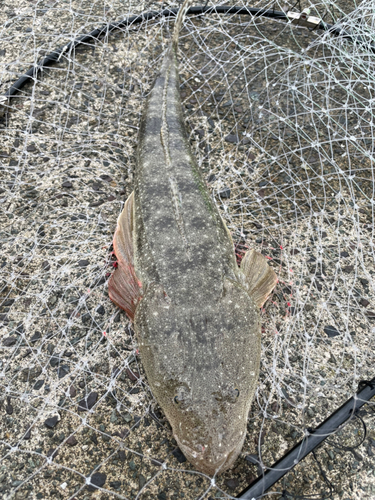 マゴチの釣果