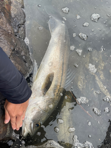 スズキの釣果