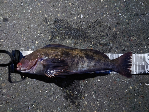 アイナメの釣果