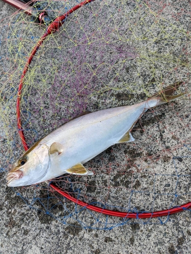 ショゴの釣果