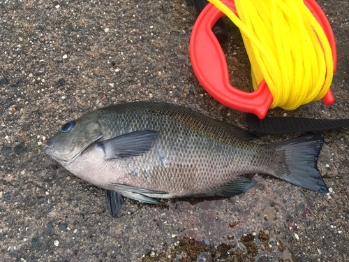 グレの釣果