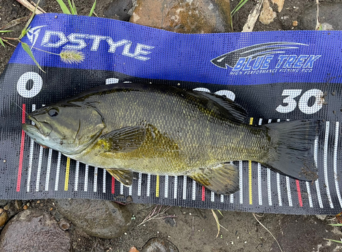 スモールマウスバスの釣果