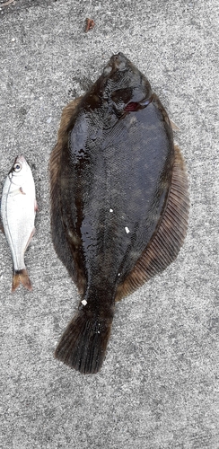 カレイの釣果