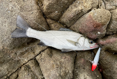 ヒラスズキの釣果