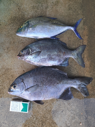 イスズミの釣果