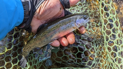 ニジマスの釣果