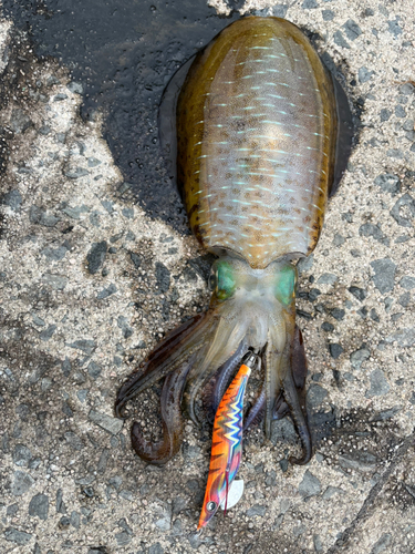 アオリイカの釣果