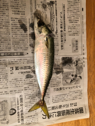 釣果