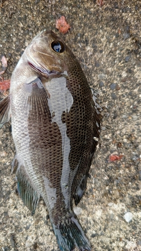 メジナの釣果