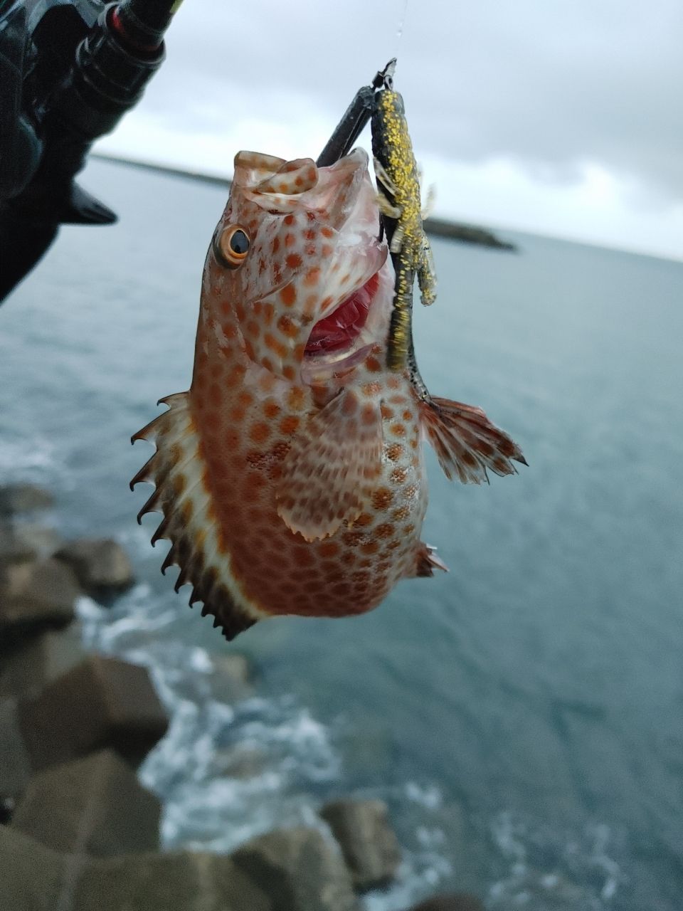 オオモンハタ