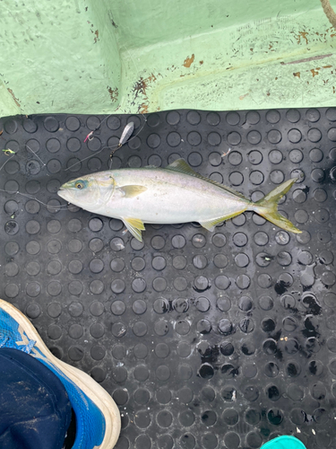 ハマチの釣果