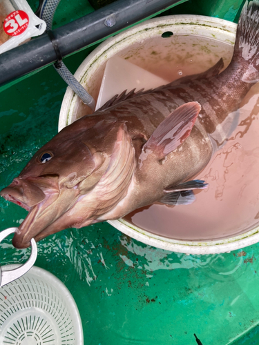 マハタの釣果