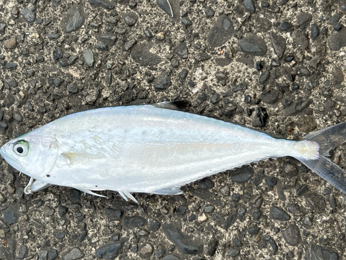 イケカツオの釣果