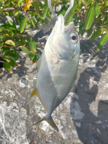 メッキの釣果